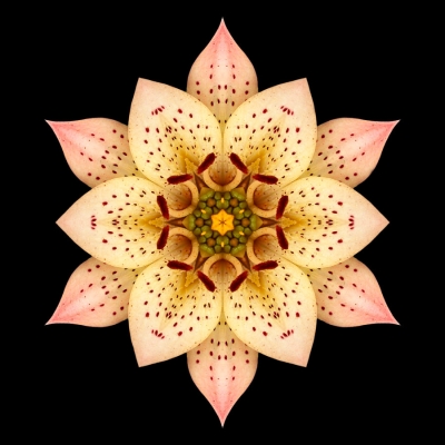 Risk (Asiatic Lily II)