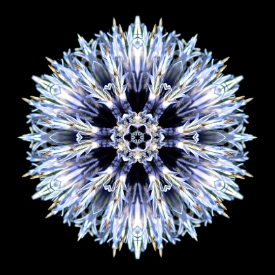 Action (Blue Globe Thistle)