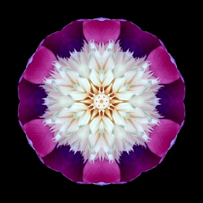 Healing (Bowl of Beauty Peony II)