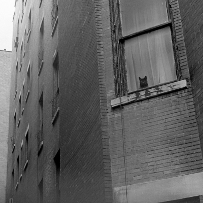 Cat Admiring the Air Shaft