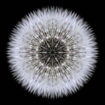 Acceptance (Dandelion Head)