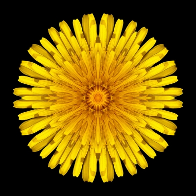 Miracles (Dandelion V)