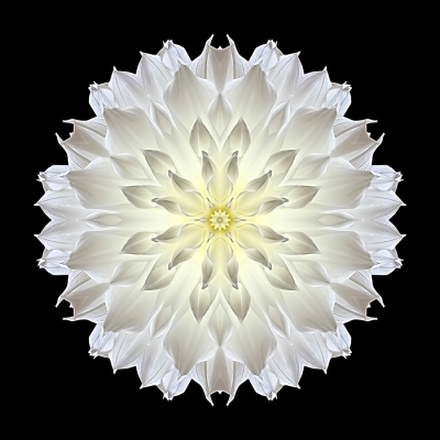 Generosity (Giant White Dahlia)