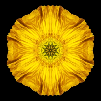 Atonement (Iceland Poppy)