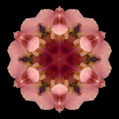 Appendices (Iris Germanica I)