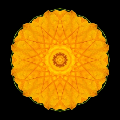 Possibility (Nasturtium I)