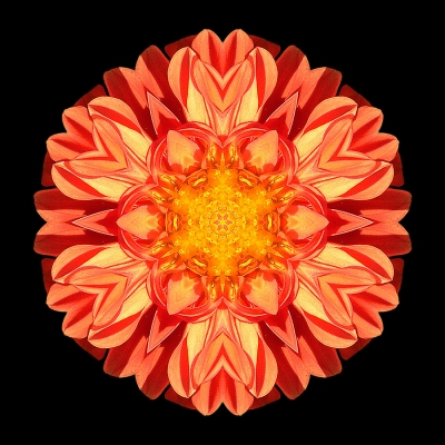 Resilience (Orange Dahlia II)