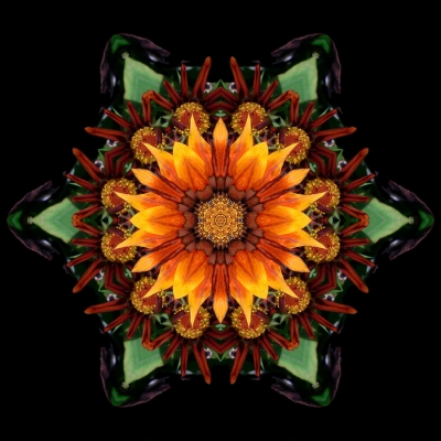 Fear (Orange Gazania III)