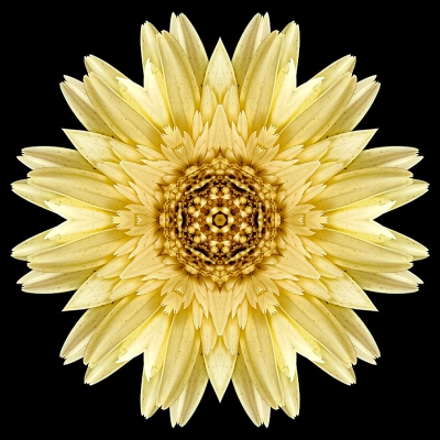 Anger (Pale Yellow Gerbera Daisy)