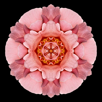 Purpose (Pink and Orange Rose IV)