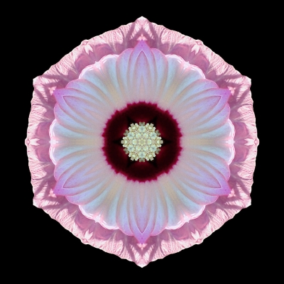 Dreams (Pink and White Hibiscus Moscheutos VII)