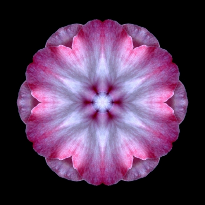 Caring (Pink and White Impatiens I)