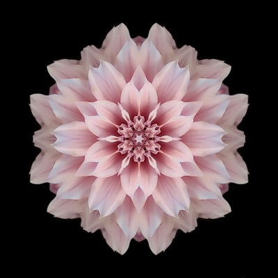 Self-Love (Pink Dahlia I)