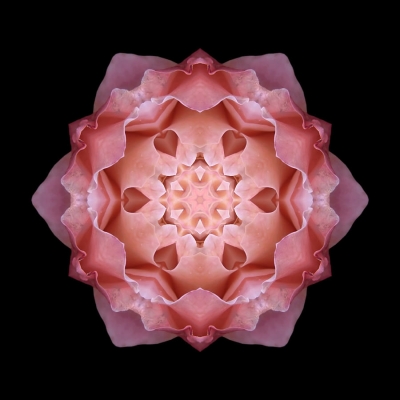 Longing (Pink Fall Rose I)