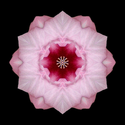 Independence (Pink Hibiscus)