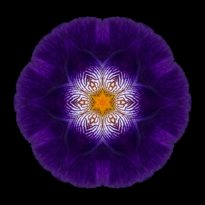 Failure (Purple Iris II)