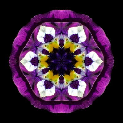 Curiosity (Purple Pansy II)