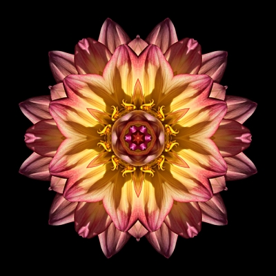Illumination (Red and Yellow Dahlia IV)