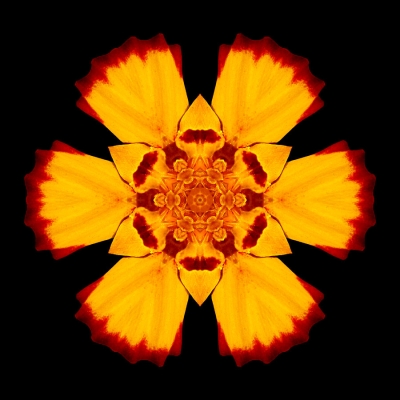 Connection (Red and Yellow Marigold II)
