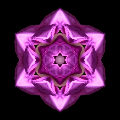 Faith (Rhododendron 'Ponticum Roseum' I)