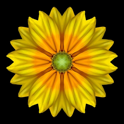 Listening (Rudbeckia 'Prairie Sun' I)