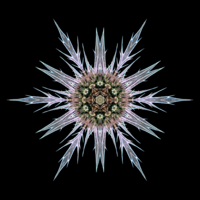 Uncertainty (Sea Holly I)