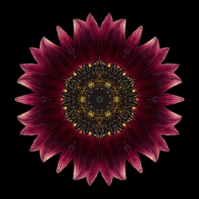 Suffering (Sunflower 'Moulin Rouge' I)