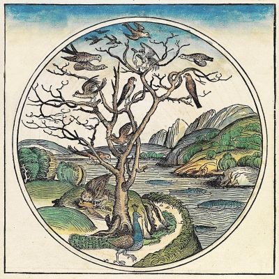 The Fifth Day: Fish and Fowl