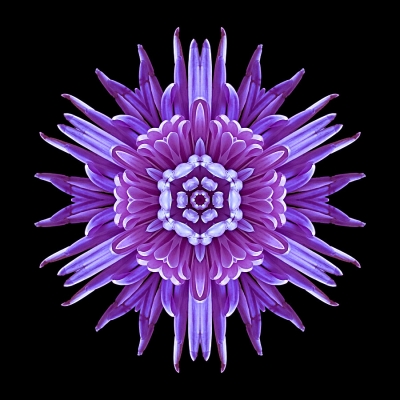 Will (Violet Chrysanthemum IV)
