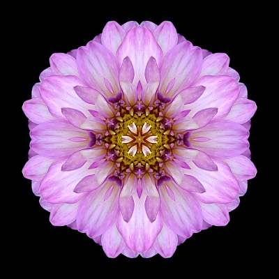 Needs (Violet Dahlia II)