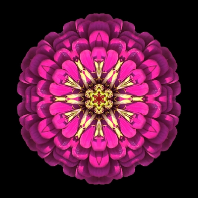 Humor (Violet Zinnia Elegans I)