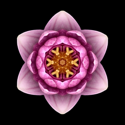 Stillness (Water Lily X)