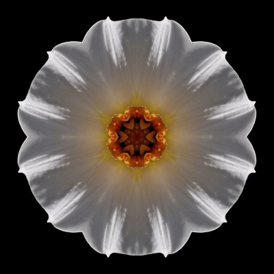 Hope (White and Orange Daffodil I)
