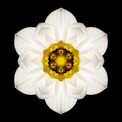 Gratitude (White and Yellow Daffodil I)