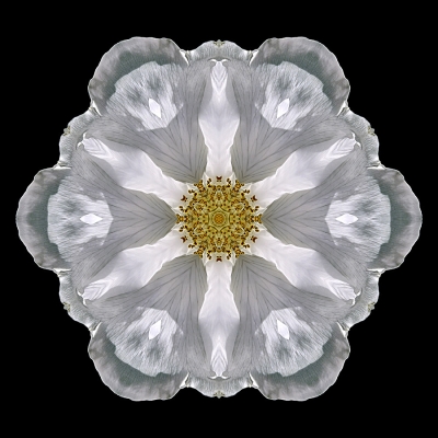 Mistakes (White Beach Rose III)