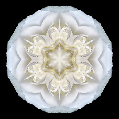 Perception (White Begonia II)