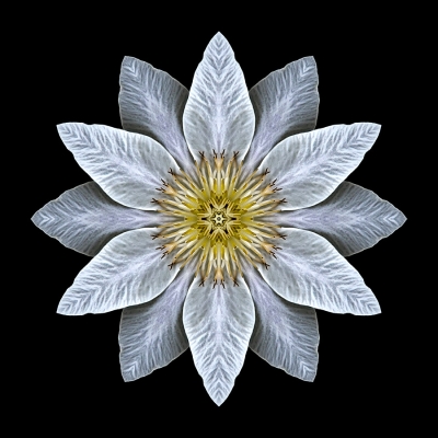 Path (White Clematis I)