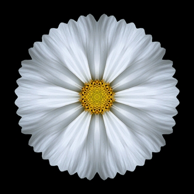 Patience (White Cosmos I)