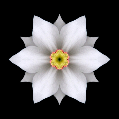 Compassion (White Daffodil II)