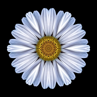 Forgiveness (White Daisy I)
