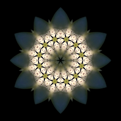 Choice (White Lily III)