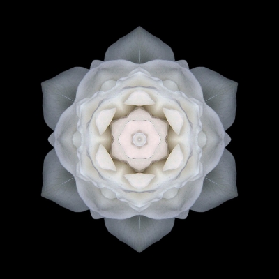 Grace (White Rose I)