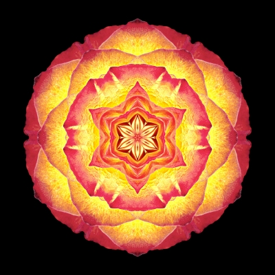 Perseverance (Yellow and Red Rose III)