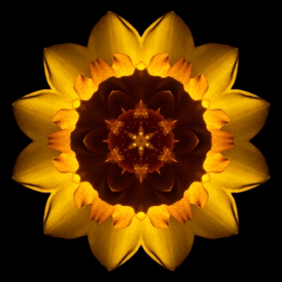 Uniqueness (Yellow Daffodil I)